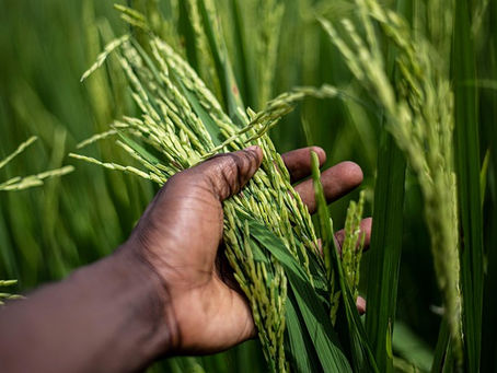 Organic Farming