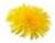 Capture dandelion.JPG