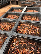 Coriander Microgreen Seeds