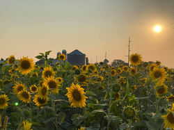 Fall sunflower fields