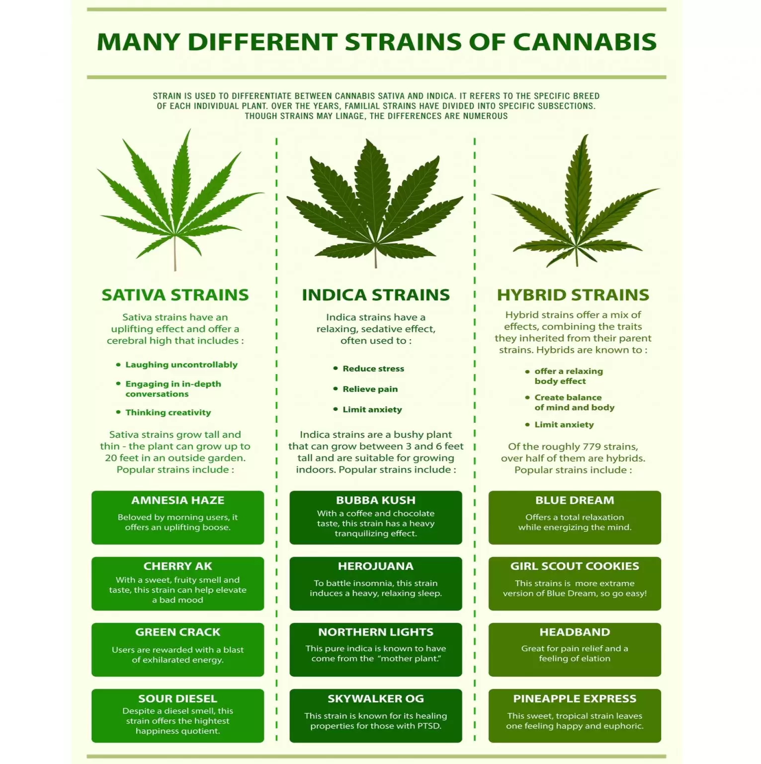 Graphical presentation of the differences between Sativa, Indica, and Hybrid Strains