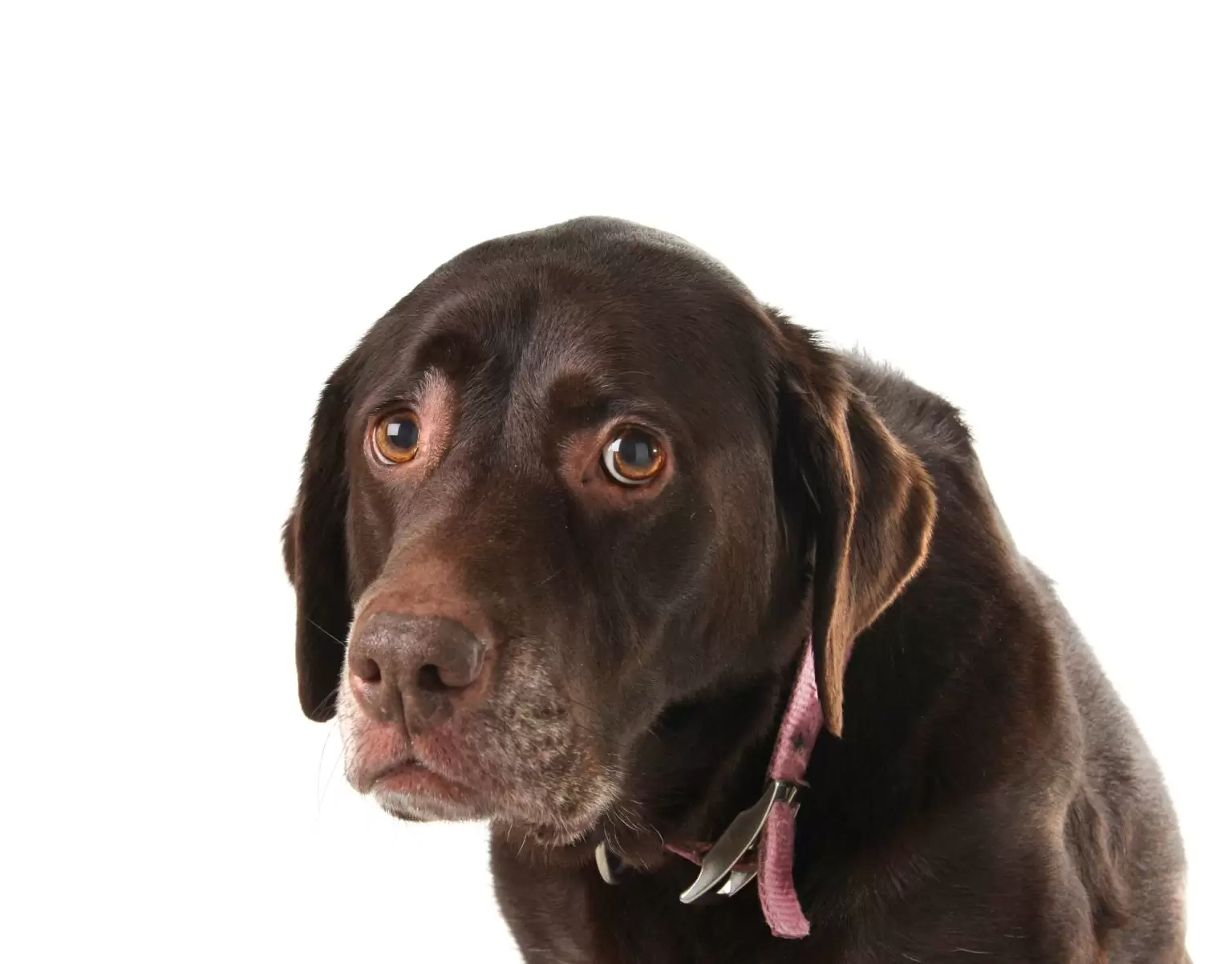 Helping dogs with CBD