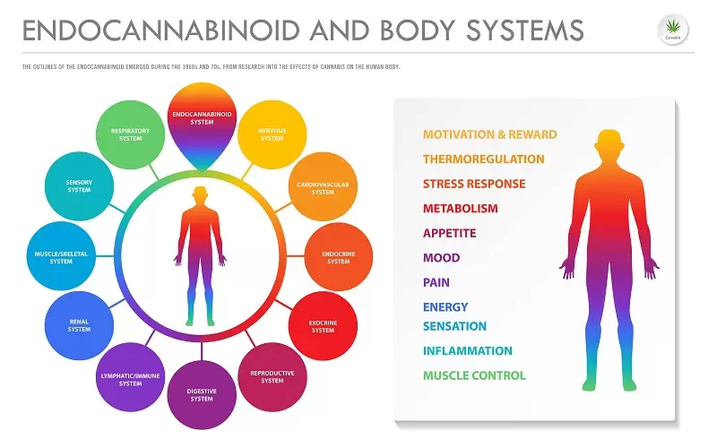 The endocannabinoid and body systems