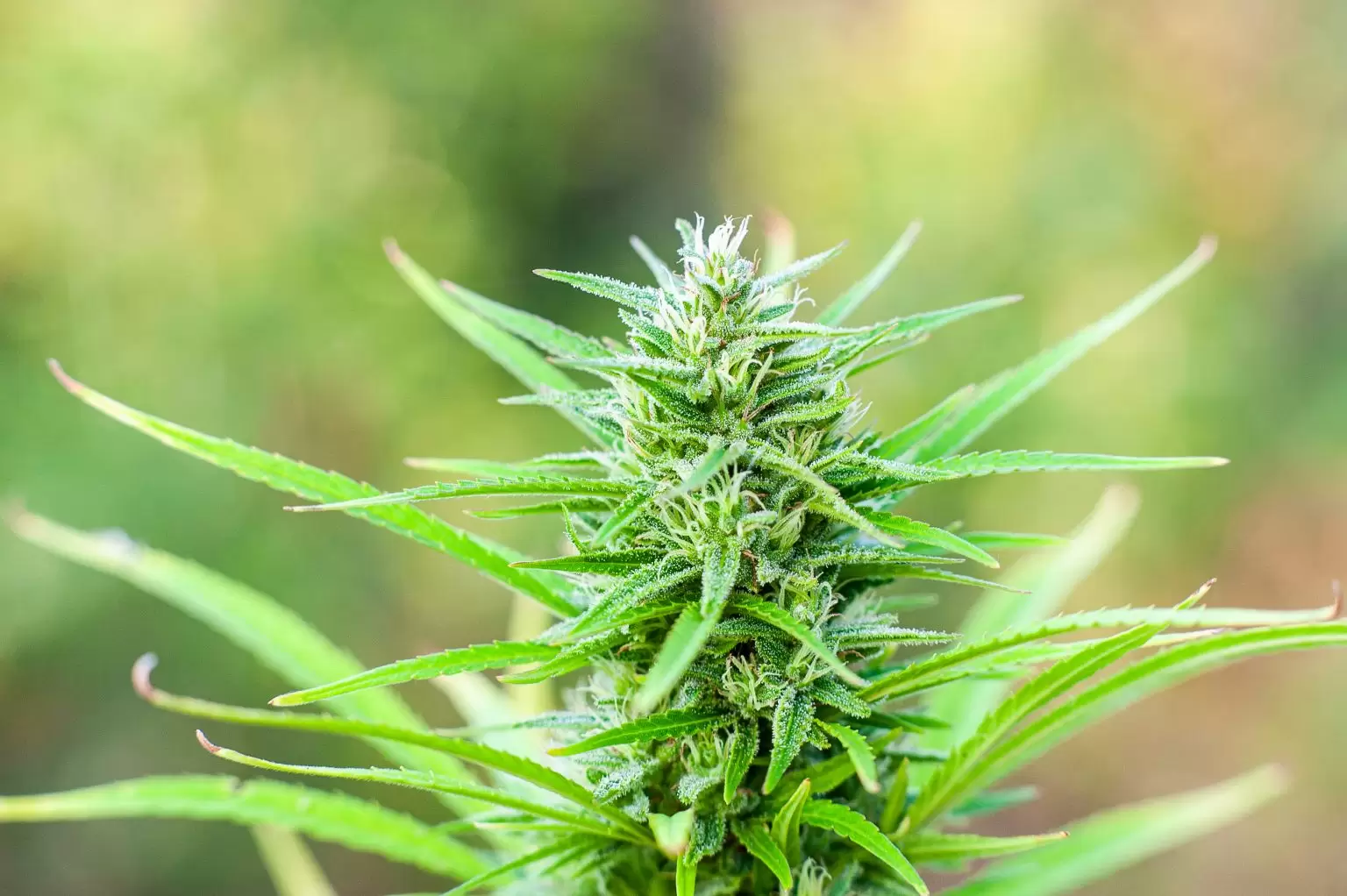 Bright Green Mature Sativa Hemp Flower Unharvested