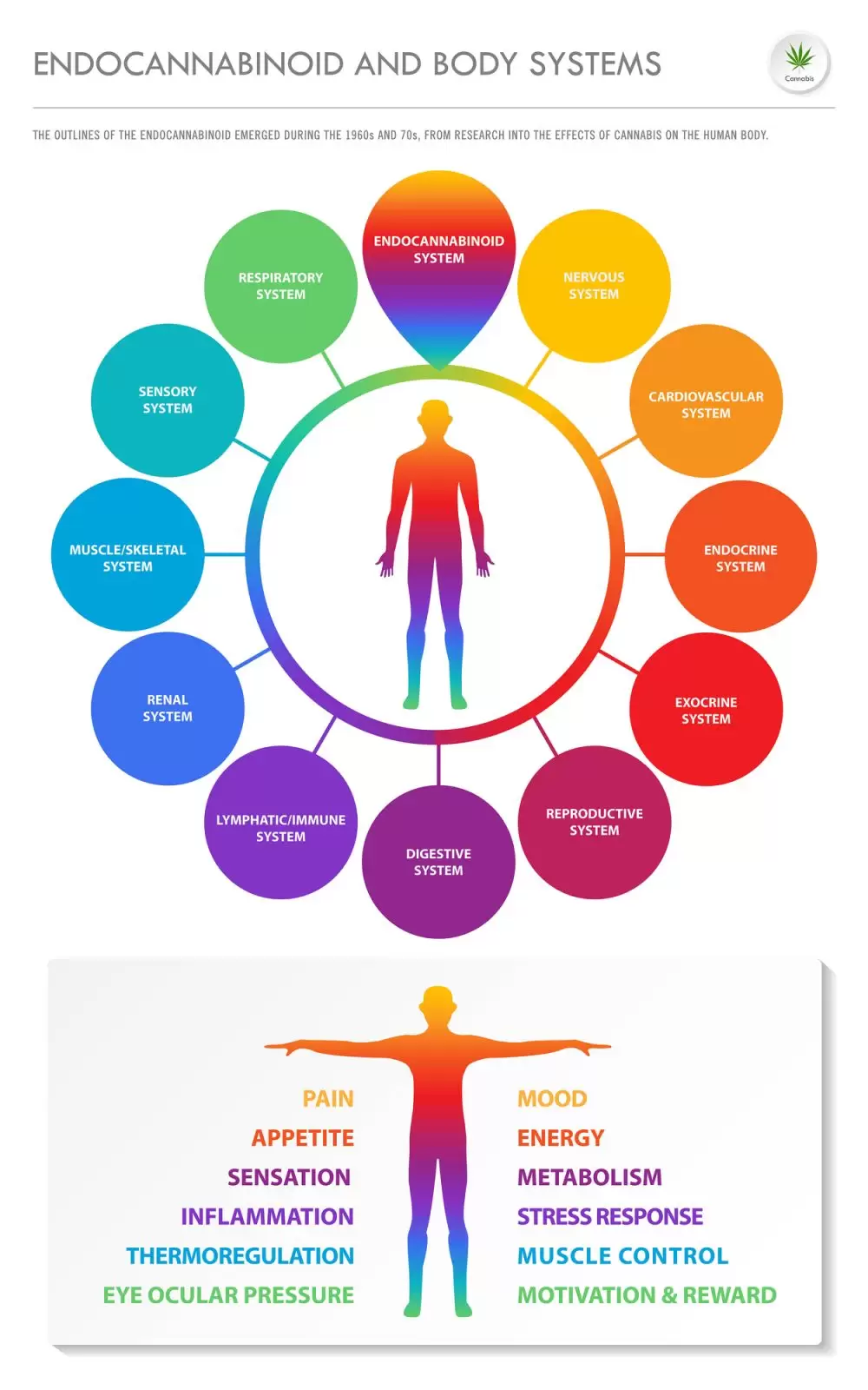 Endocannabinoid and Body Systems