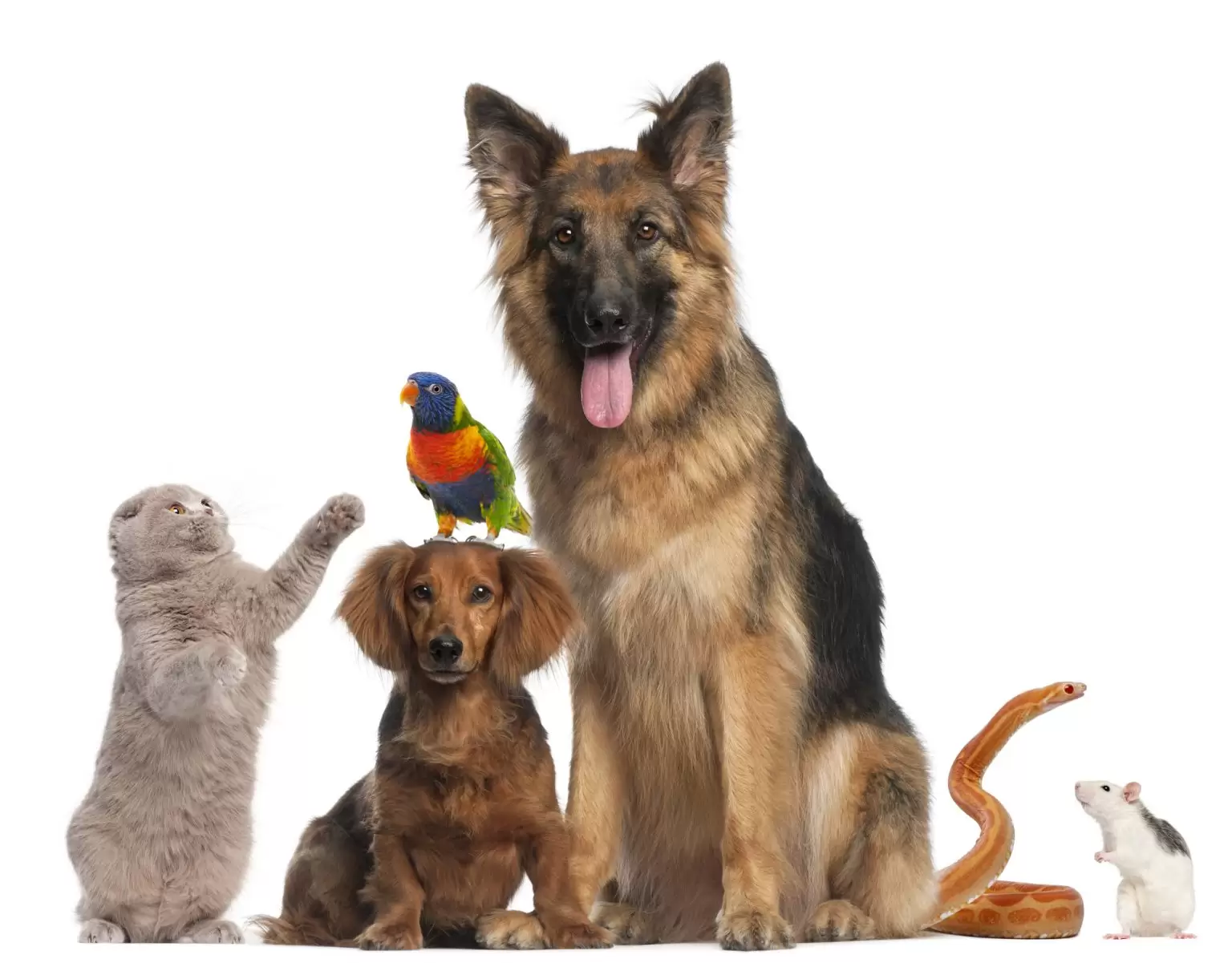 CBD can help our furry friends