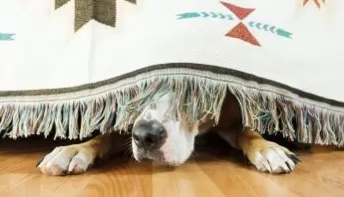 CBD helping with anxiety and fear in Dogs