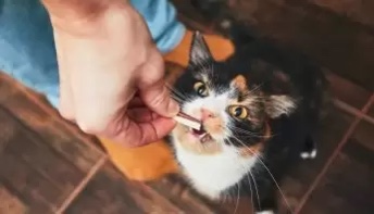Cat Eating CBD Treat