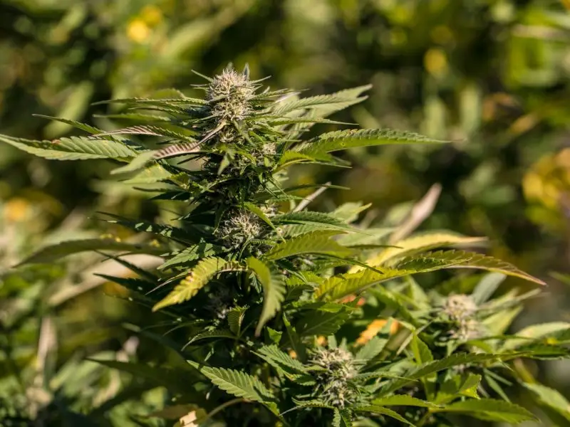 CBD Products for Evenings