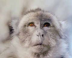 monkey africa greedy cute black and white