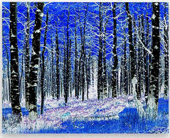 blue trees winter snow colorado stunning silence frost