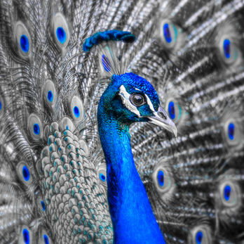 elegance, peacock, bird, blue, royal, majestic, feathers, impressive, birds