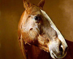 horse horses nature animals farm racing