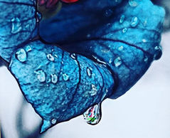 flower flowers dew morning blue nature