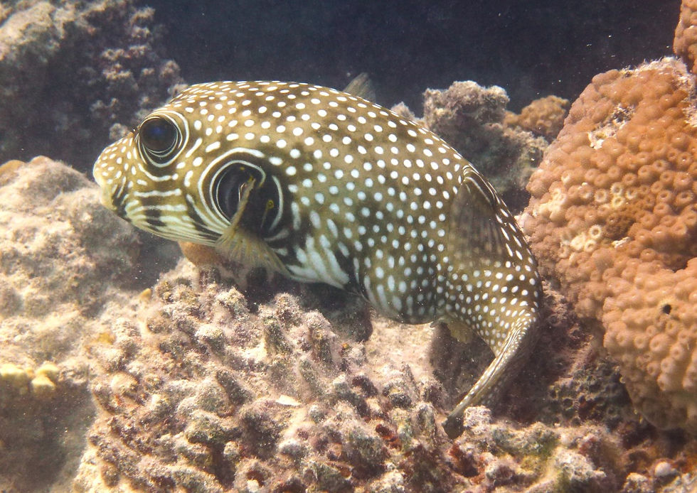 White Spotted Puffer Fish Sideways Swimming