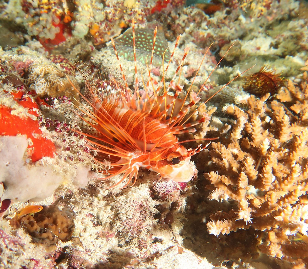 pesce scorpione raggiato appoggiato sulla barriera corallina