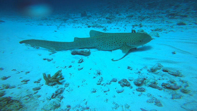 squalo giallo a macchie nere appoggiato sul fondo sabbioso