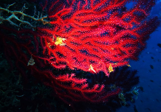 Corallo di colore rosso illuminato con torcia subacquea che ne esalta il colore
