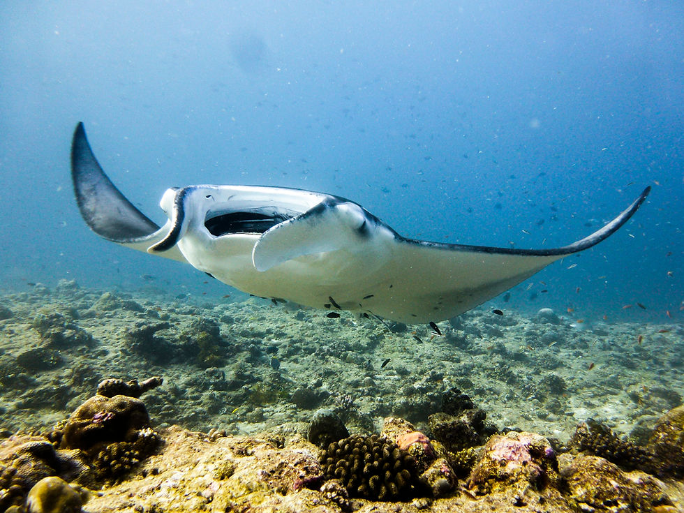 Manta che nuota vicino al fondale