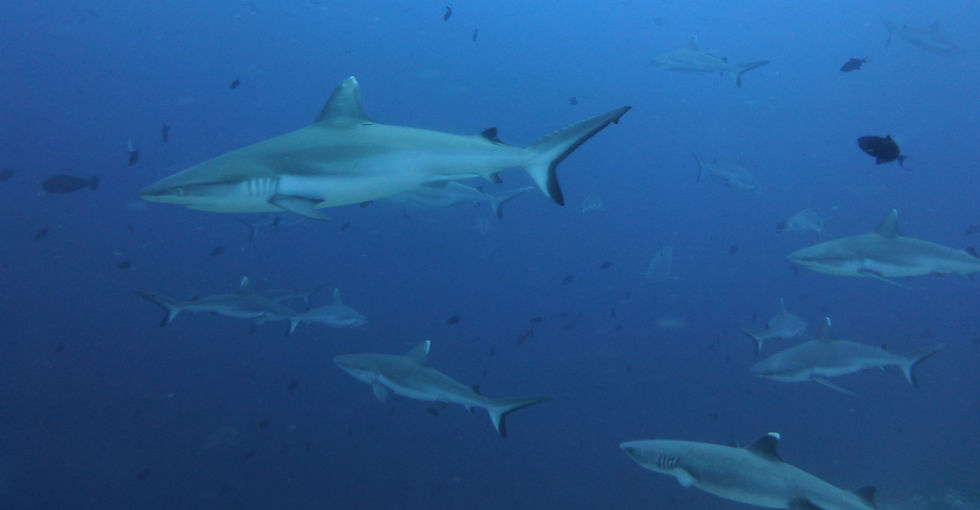 Branco di squali fuori dal reef delle Maldive