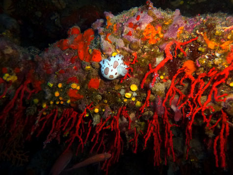 Friendly Fins discovers red coral