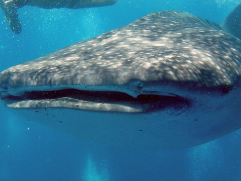 Friendly Fins to discover the whale shark
