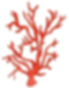 Piccola illustrazione del corallo rosso