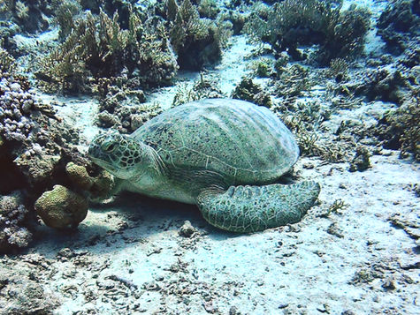 Tartaruga marina che si riposa sul fondale sabbioso