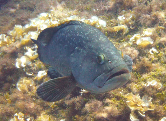 pesce grigio-marrone con occhi sporgenti e grandi labbra, si avvicina al subacqueo per osservarlo