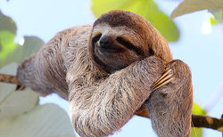 sloth