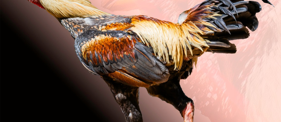 O Galo Sobrenatural
