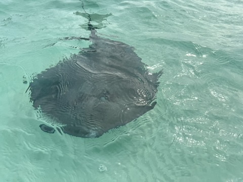 Close-up of a stingray gracefully gliding through the clear blue waters of the Bahamas, showcasing its distinctive features and vibrant marine life