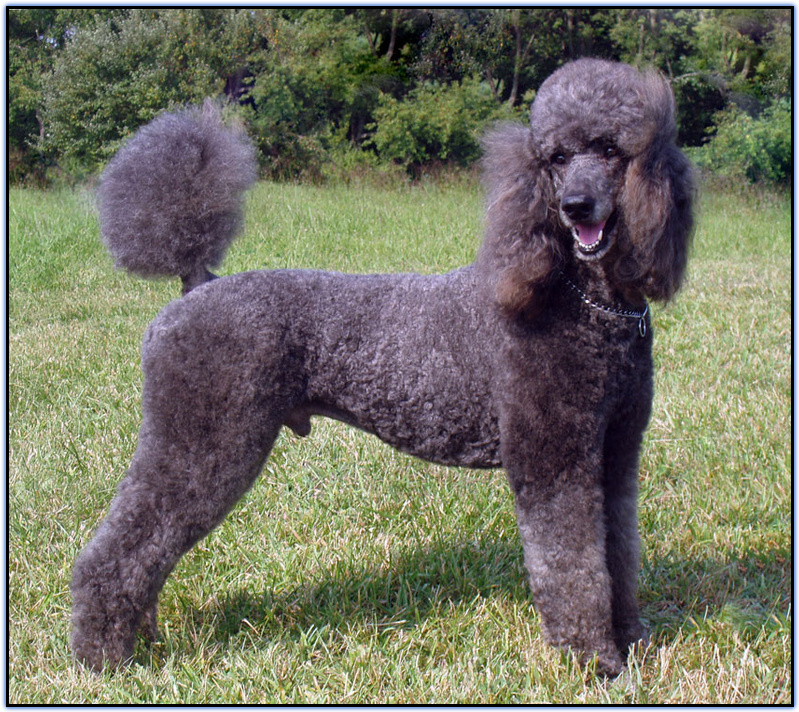 Bear's sire with Special
