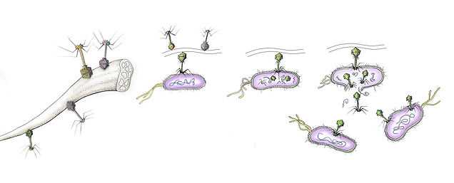 PhageLifecycleOnYarns.jpg