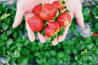 叫我毒士多啤梨