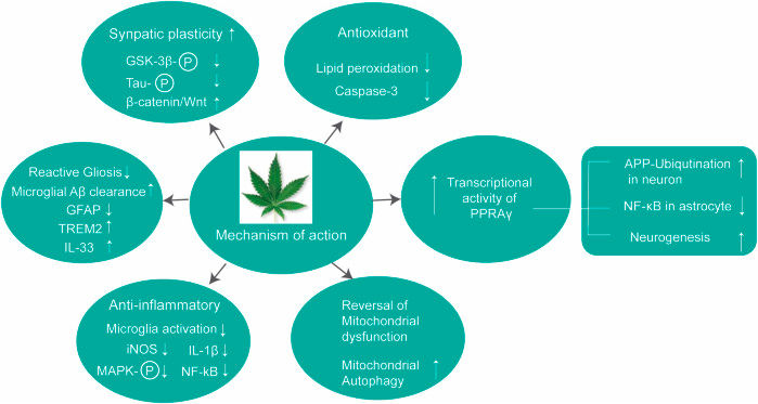 Neuroprotection of CBD
