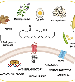 palmitoylethanolamide acetyl l carnitine Expressmed main image 1