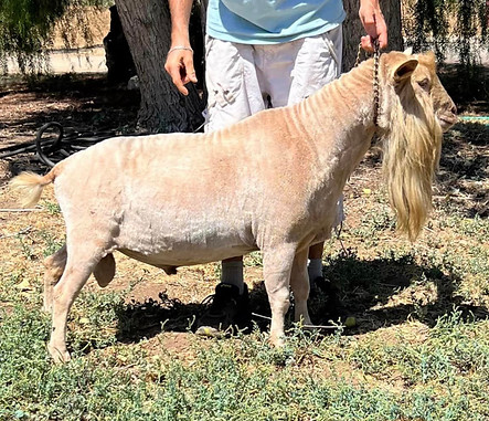 HIDDEN HILLS CHASE THE LEGEND