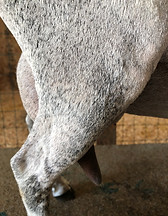 Luna 2F udder 6.1 (2).jpg