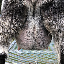 Kamaria's Udder 2 weeks fresh 4.4.21 (3).jpg