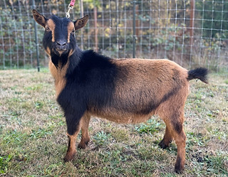 Breaking News - 12_01_2024