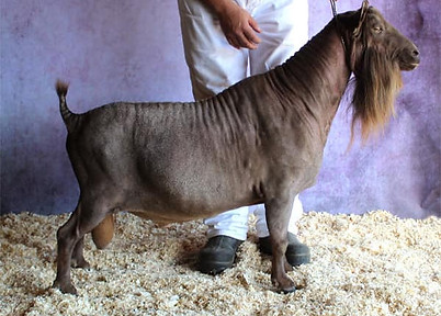 TX TWINCREEKS RM WATERMARK (Alpine Acre photo)