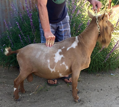 Algedi Farm CK Kinetic Riptide