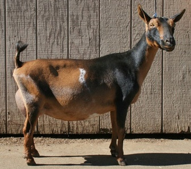 Rosasharn's TL Zenith (courtesy of Algedi Farm).jpg