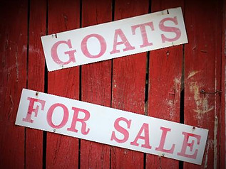 Goats for sale on red wood.jpg