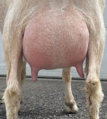 Honey's Udder photos_edited.jpg