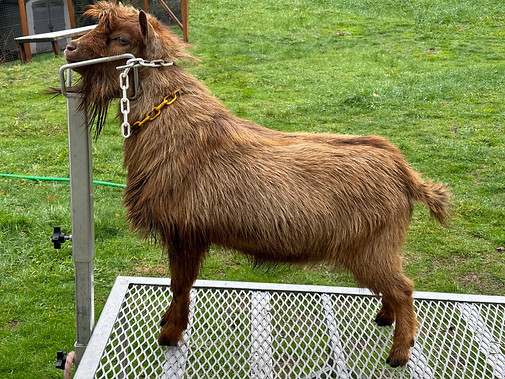 Zeppelin - 12/14/2023