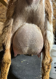 Iris FF udder - March 2025