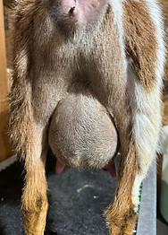 Iris FF udder after milking - March 2025