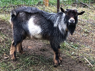 12.7.2020 -  Indigo.jpg